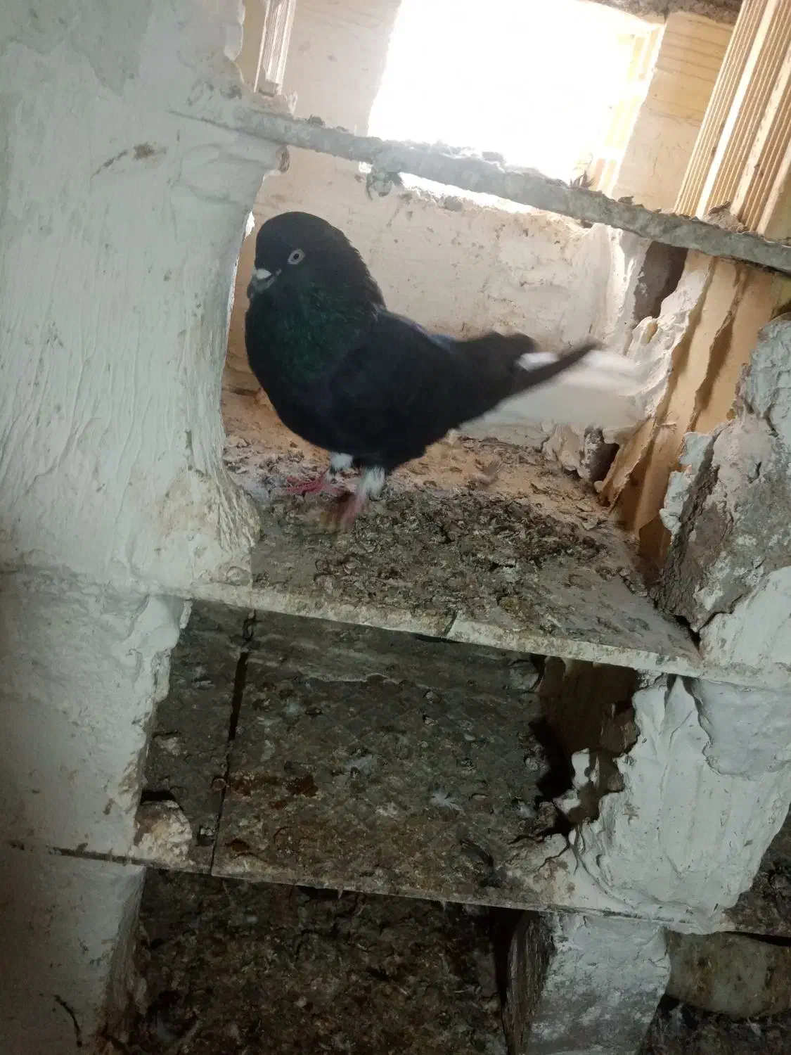 کبوتر سیاه دم سفید|پرنده|میانه, |دیوار