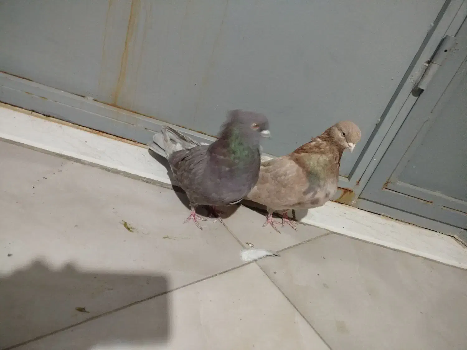 کبوتر یه جفت کوهی|پرنده|میلاجرد, |دیوار