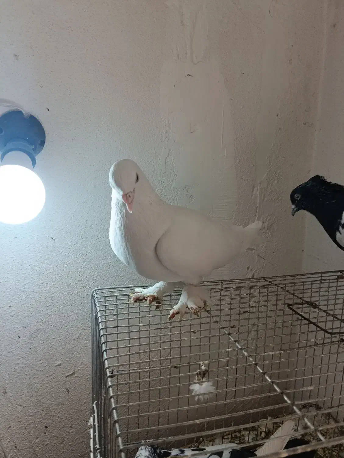 کفتر|پرنده|شیراز, تندگویان|دیوار