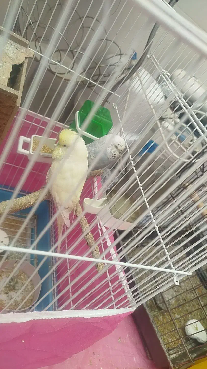 مرغ عشق انگلیسی|پرنده|بانه, |دیوار