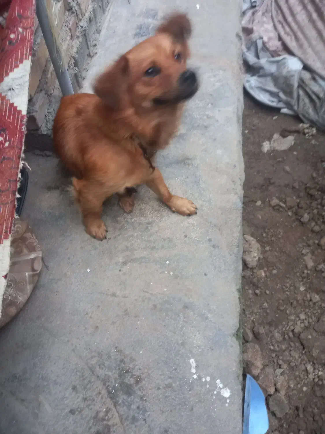 حیوان سگ پاکوتاه|سگ|نکا, |دیوار