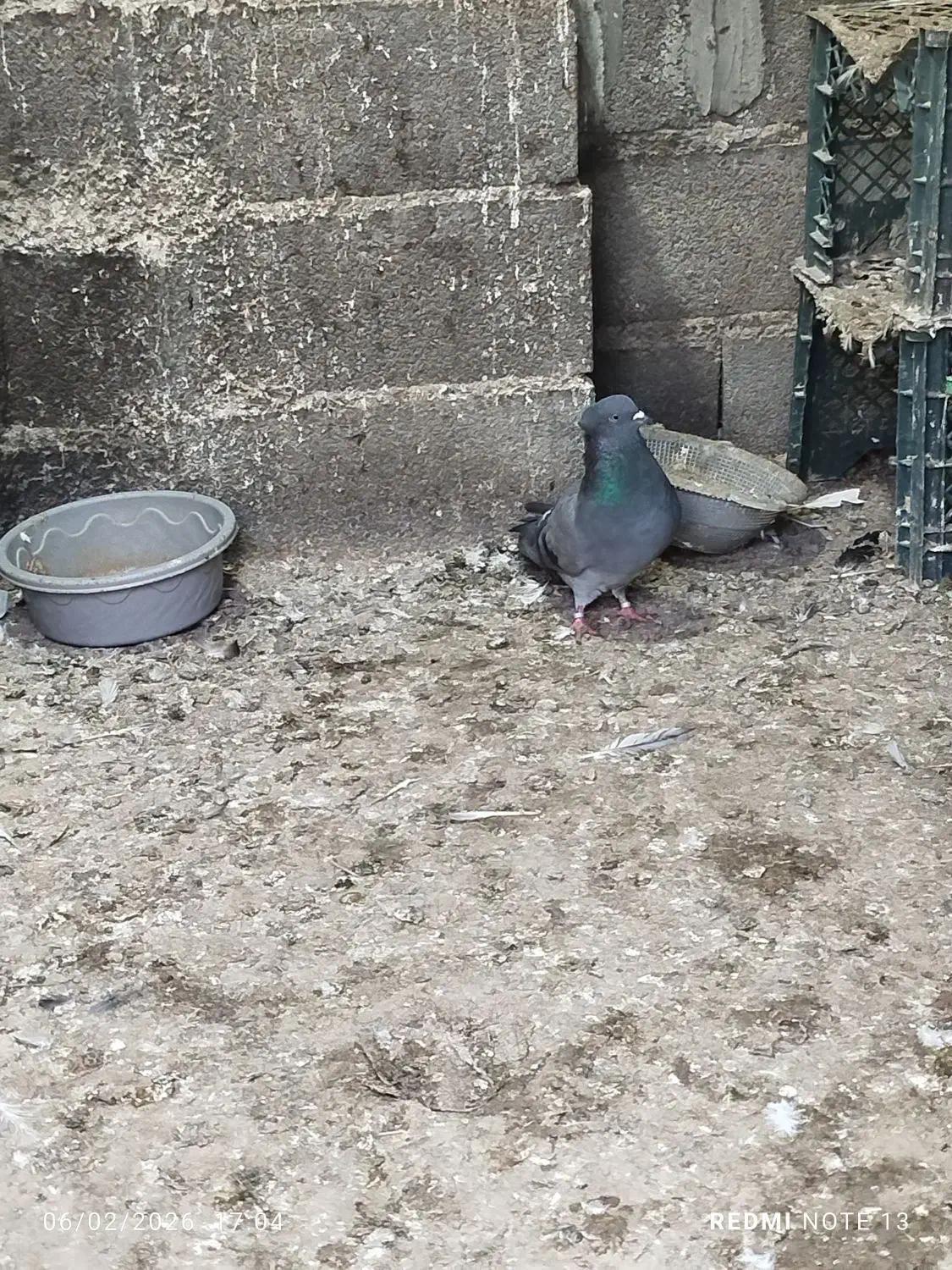 سالم|پرنده|انبارآلوم, |دیوار