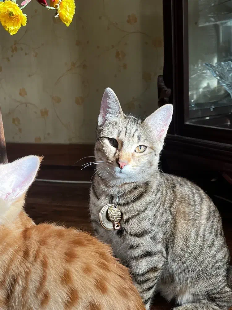 گربه خونگی|گربه|کرج, فاز ۳ گوهردشت|دیوار