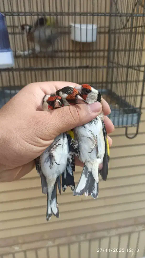 سهره تعداد فنچ تعداد مرغ عشق|پرنده|نجفآباد, منتظری شمالی|دیوار