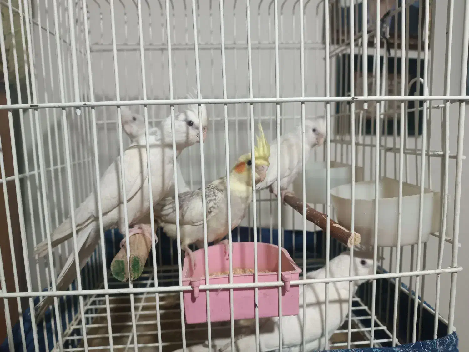 عروس هلندی دونه یک ملیون|پرنده|تهران, هلال احمر|دیوار