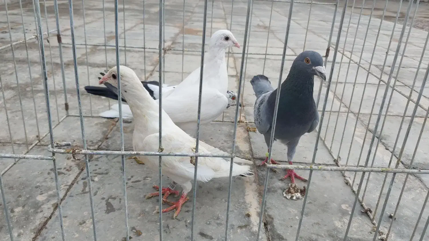 انگشتر کبوتر|بدلیجات|فردوس (خراسان), |دیوار