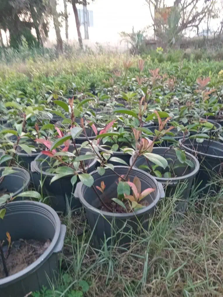 فوتونیا یاس|گل و گیاه طبیعی|کلاچای, |دیوار