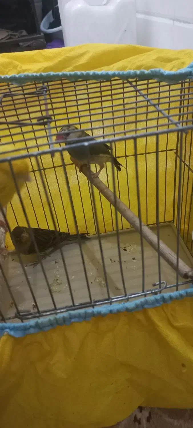 قناری نر ۳۰۰|پرنده|قم, شهرک امام حسین|دیوار