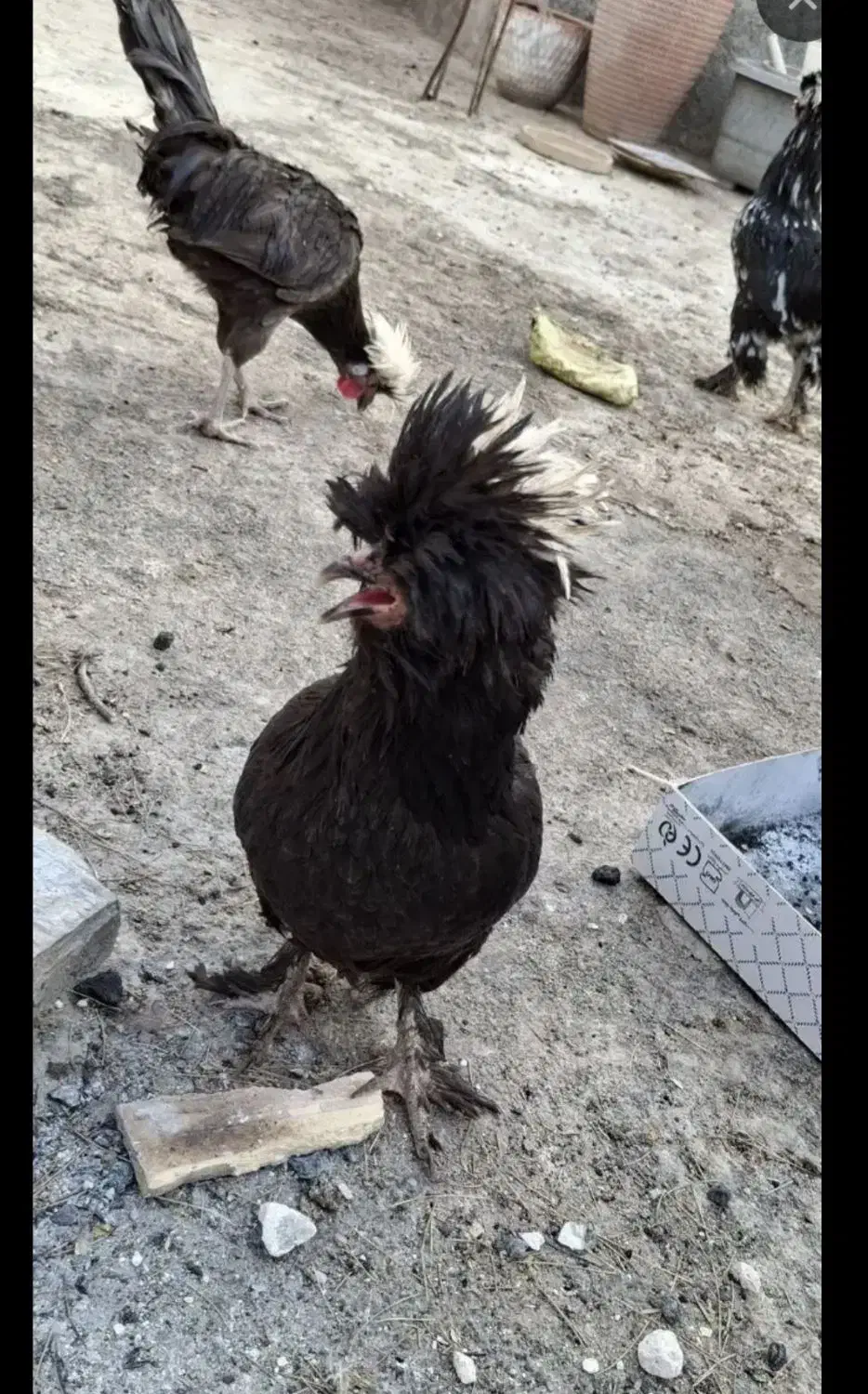 مرغ و خروس سلطان و لهستانی  معاوضه با قناری و کفتر|پرنده|ایذه, |دیوار