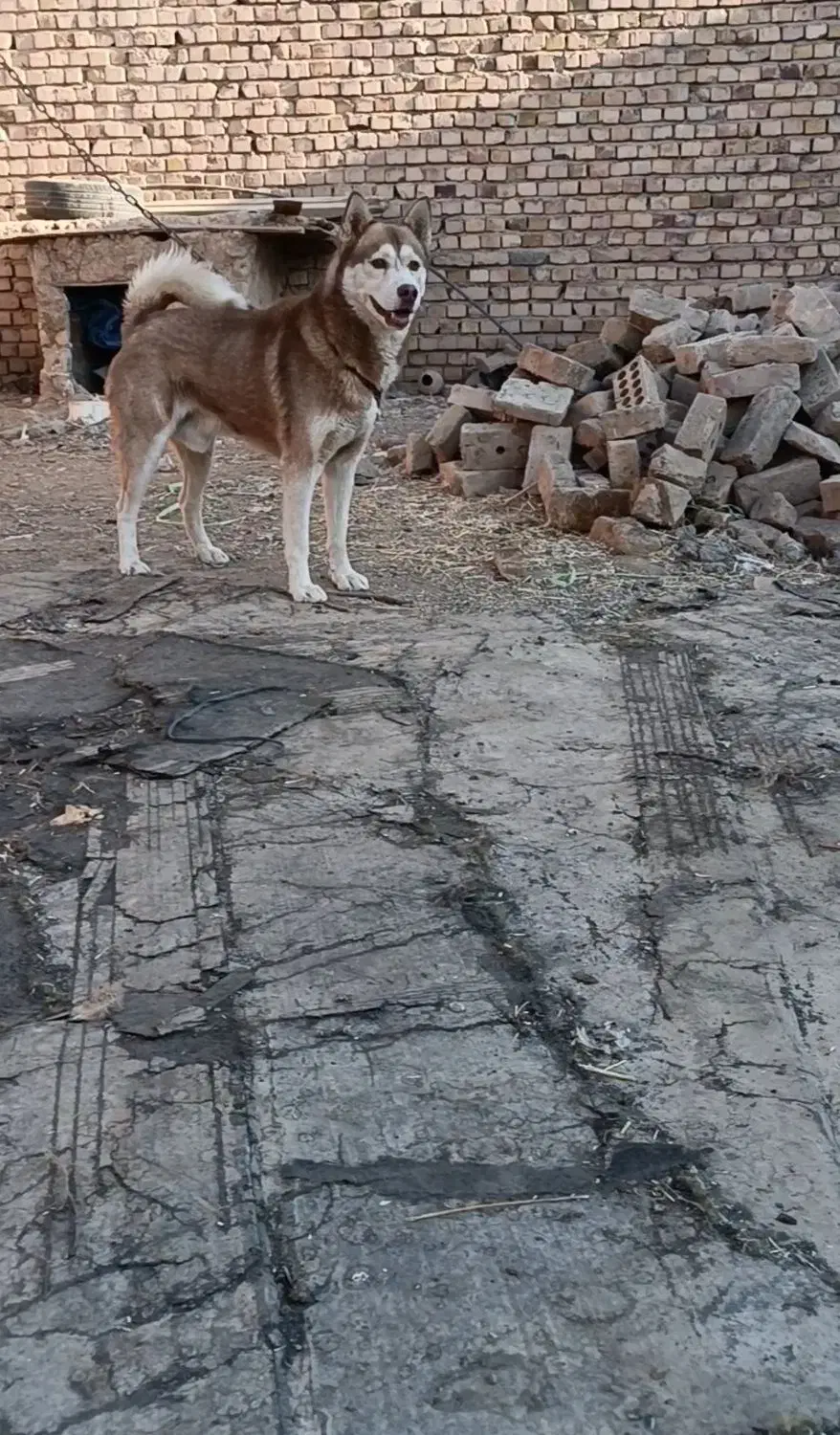 هاسکی|سگ|نیشابور, مازول|دیوار