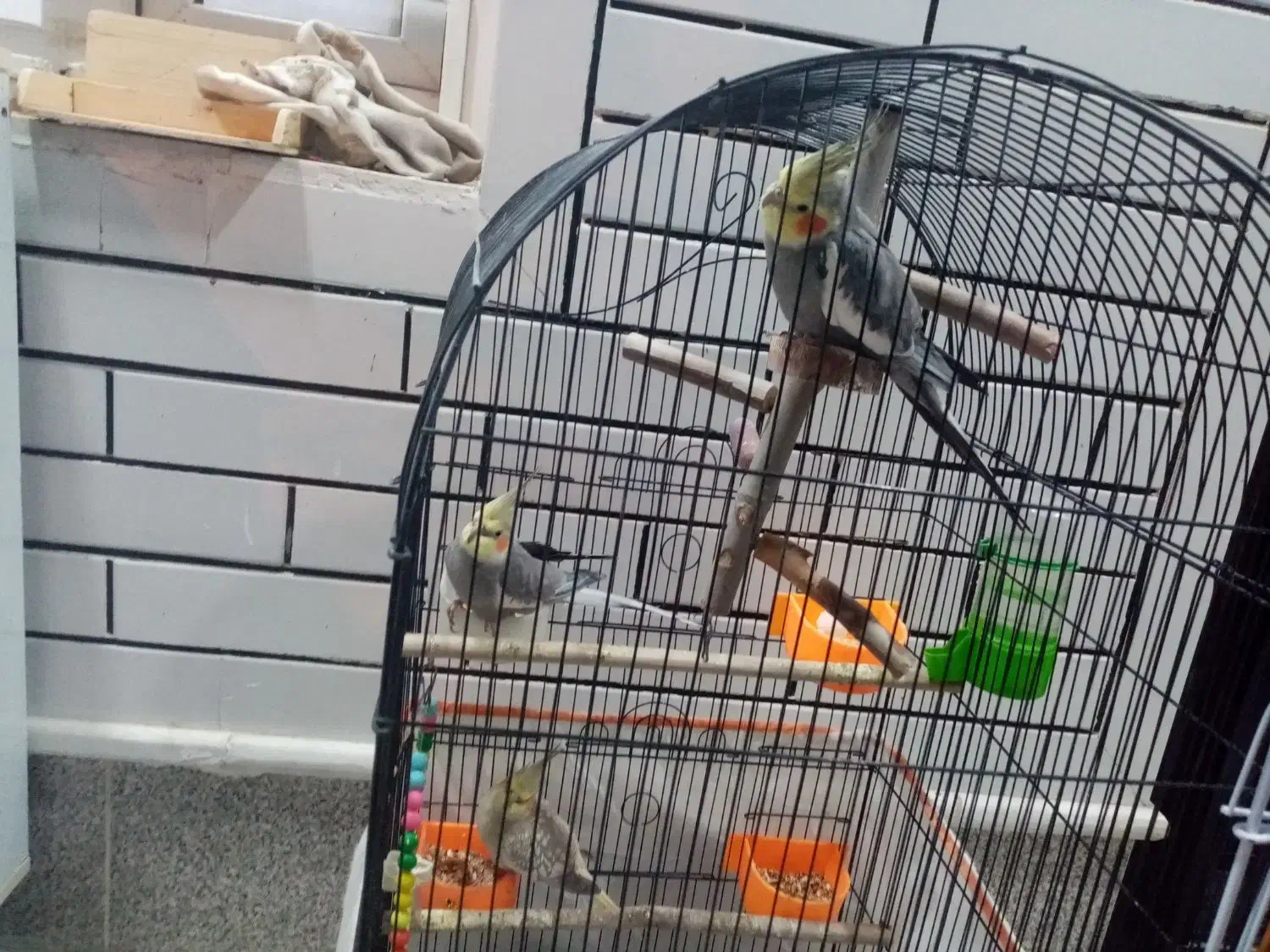 پرنده عروس هلندی|پرنده|وراوی, |دیوار