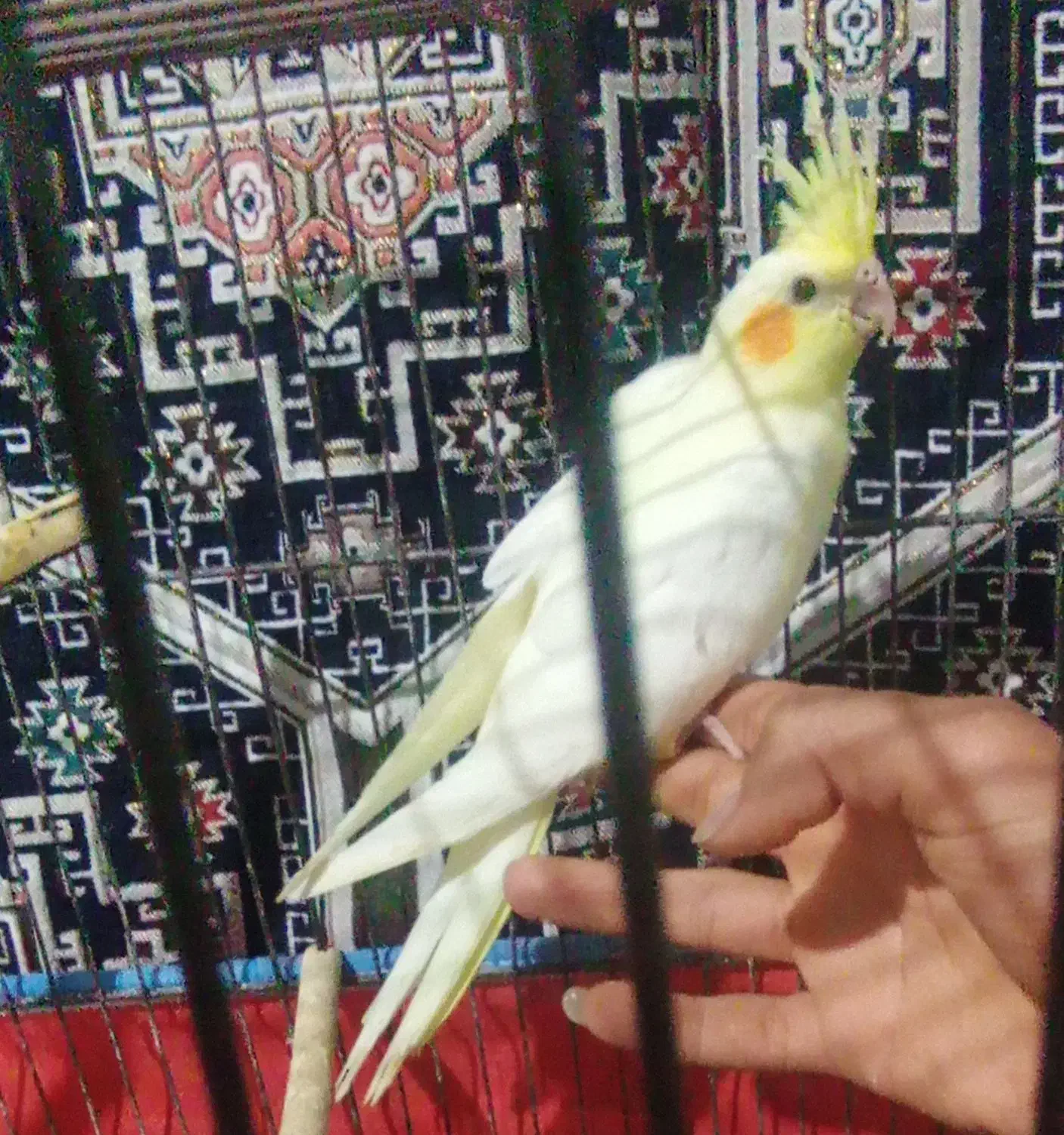 عروس|پرنده|سیرجان, |دیوار