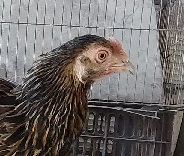 مرغ معامله با مرغ عشق ، فنچ|حیوانات مزرعه|ایرانشهر, |دیوار