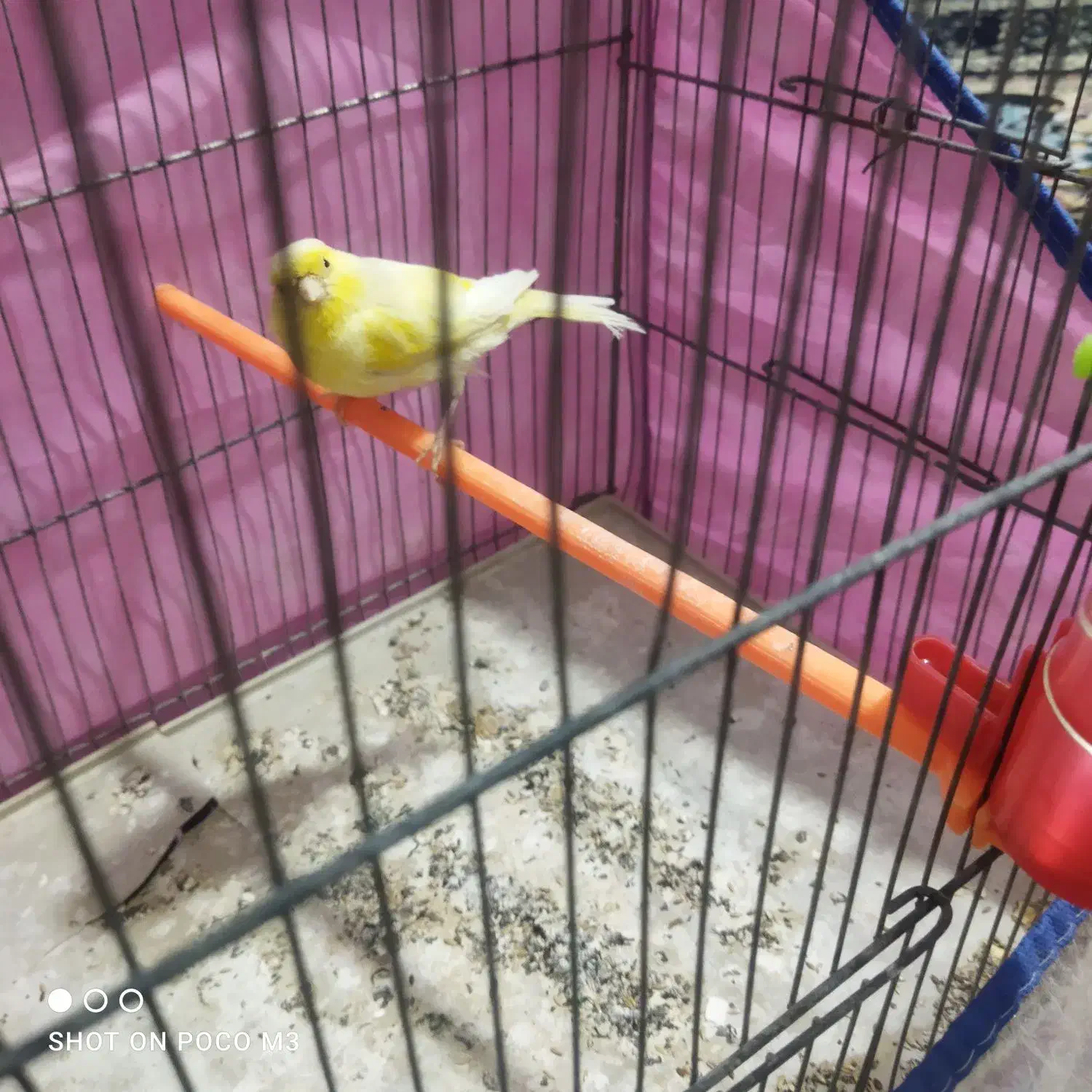 قناری لیمویی|پرنده|شیراز, سعدیه شمالی|دیوار