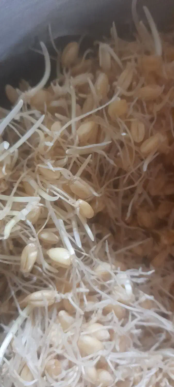 جوانه گندم وماش|خوردنی و آشامیدنی|شیراز, گلشن|دیوار