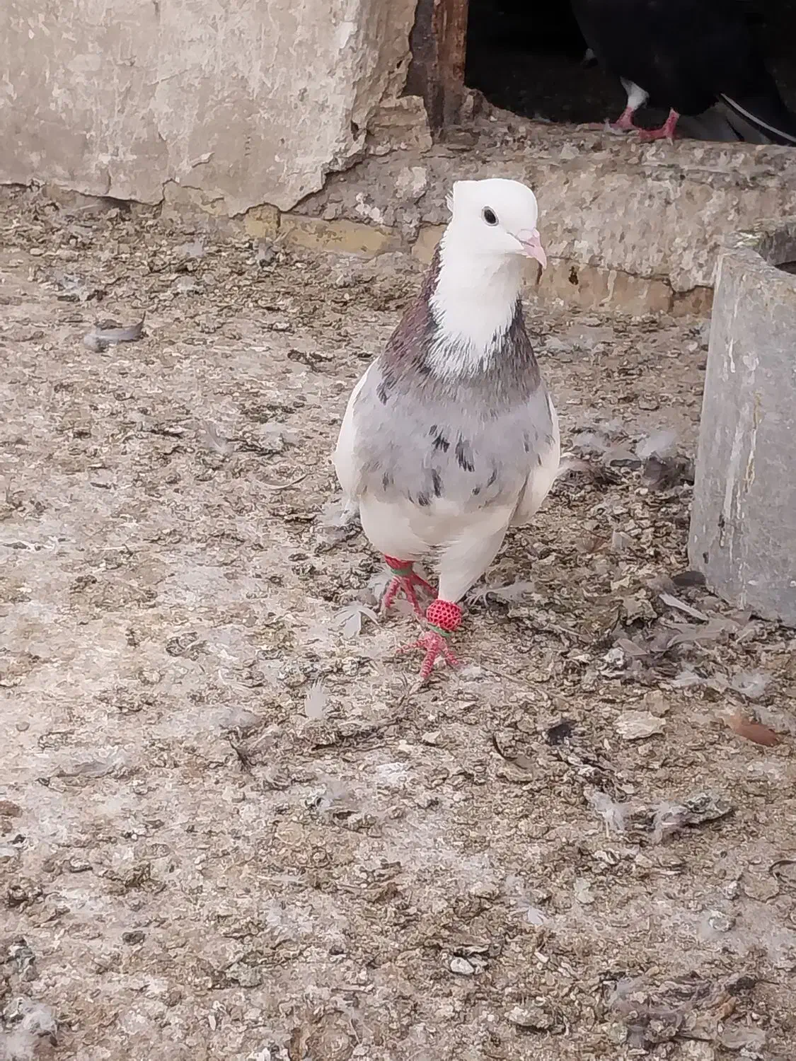 طوقی نر|پرنده|اهواز, اسماعیلیه|دیوار