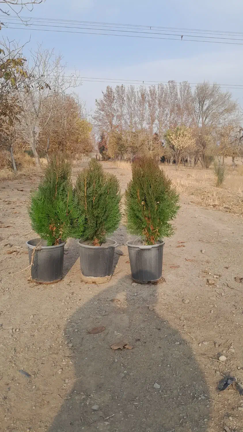 فروش گل گیاه|خدمات باغبانی و درختکاری|آبیک, |دیوار