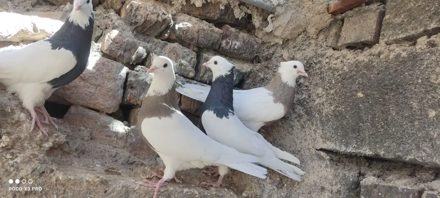 تعدادی طوق سیاه و سرکه ای|پرنده|کوهبنان, |دیوار