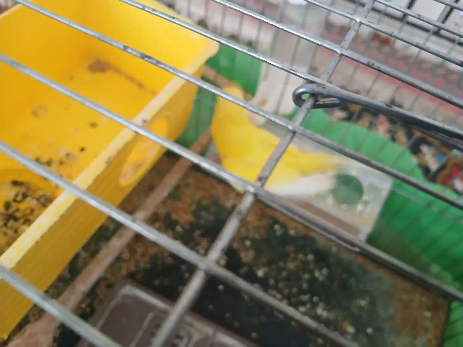 مرغ عشق روستای زراقلی|پرنده|رامهرمز, |دیوار