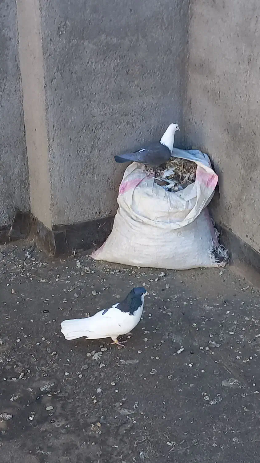 کلاغ سیاه ماده پررنگ|پرنده|تربت‌حیدریه, ده پائین|دیوار