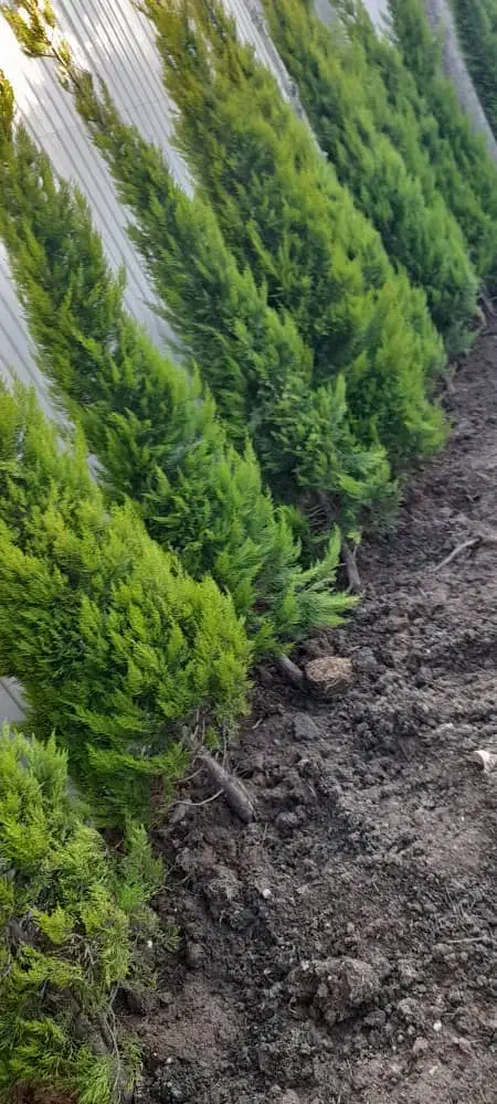 کلیه امور باغبانی با مناسب ترین قیمتها|خدمات باغبانی و درختکاری|کرج, دهقان ویلا|دیوار