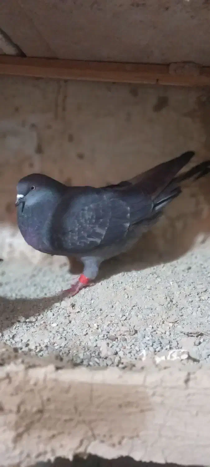 پرشی|پرنده|ماهدشت, |دیوار