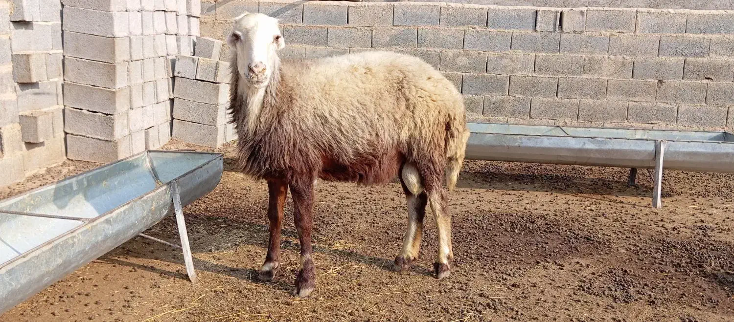 بره قوچ بروجردی|حیوانات مزرعه|انبارآلوم, |دیوار