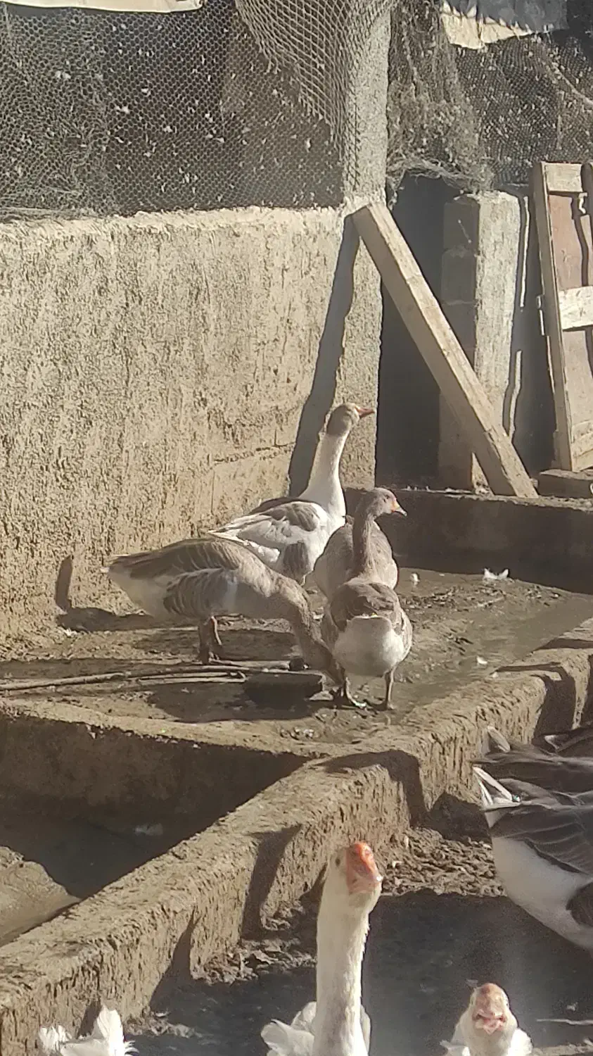 فروش غاز محلی|حیوانات مزرعه|بهشهر, |دیوار