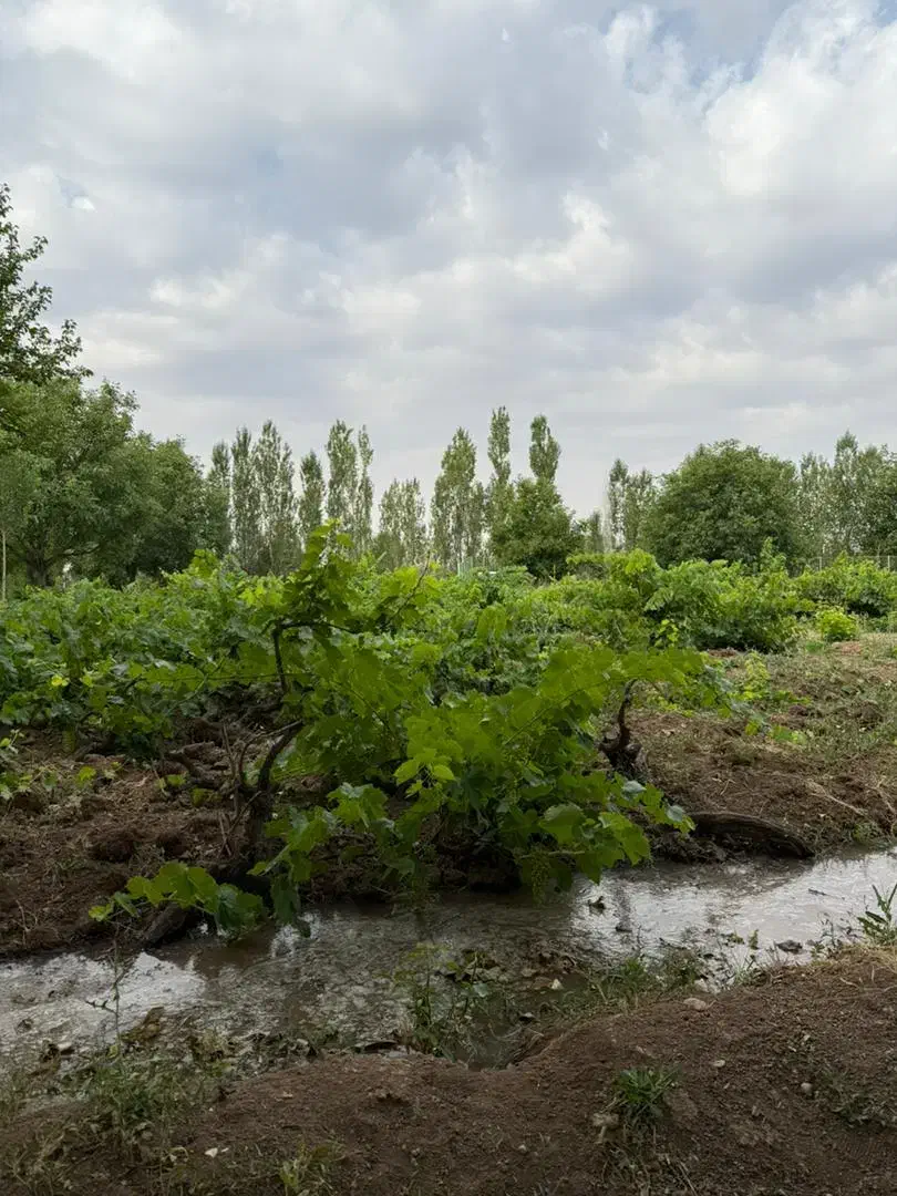 باغ هزار متری نیم ساعت اب لوله کشی تا سر باغ|فروش زمین و ملک کلنگی|خرمدره, |دیوار