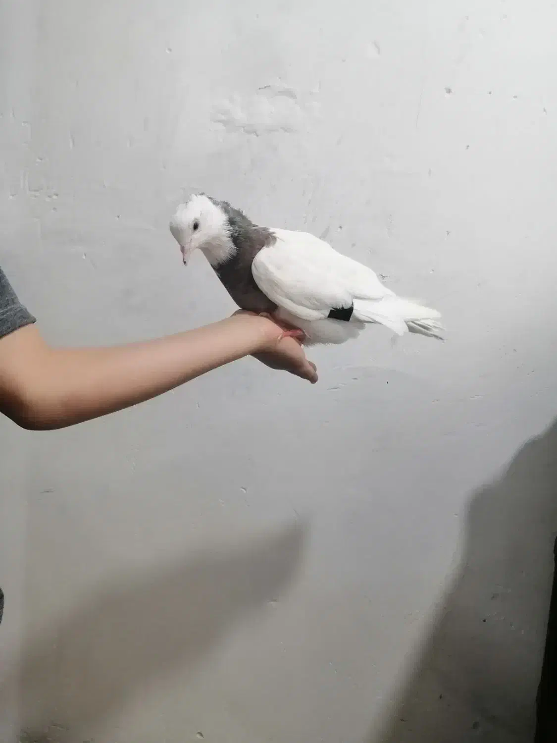 کبوتر. طوقی|پرنده|جوانرود, |دیوار