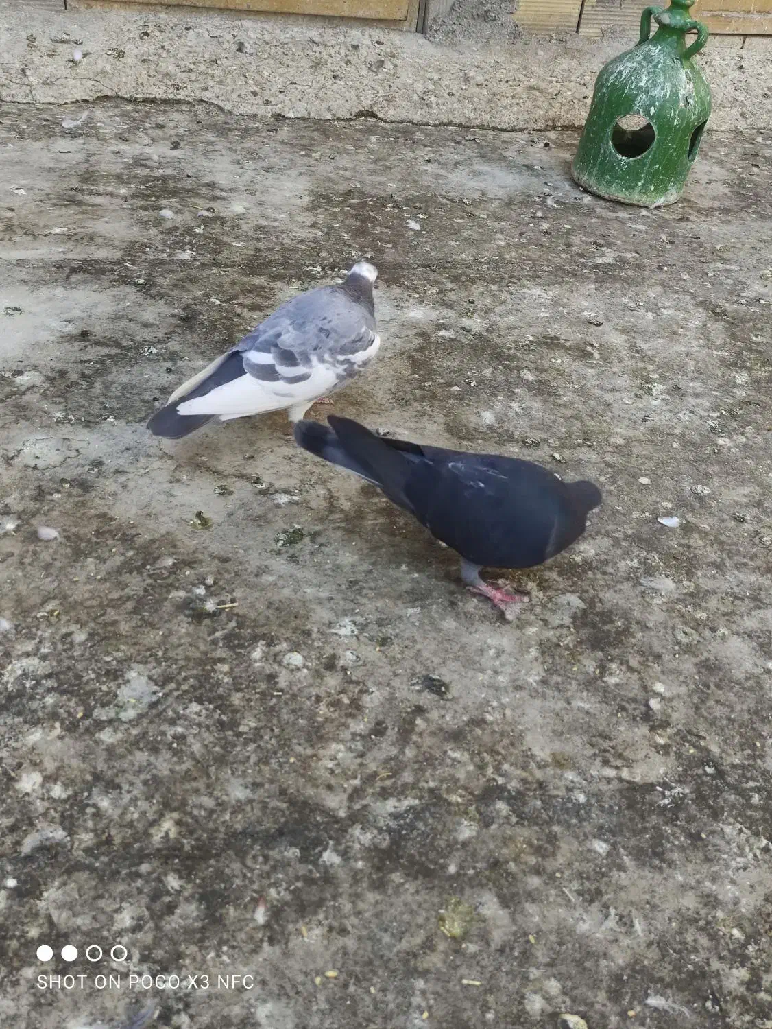 دوتا نر پلاکی یا شهرستانی|پرنده|مشکین‌دشت, |دیوار