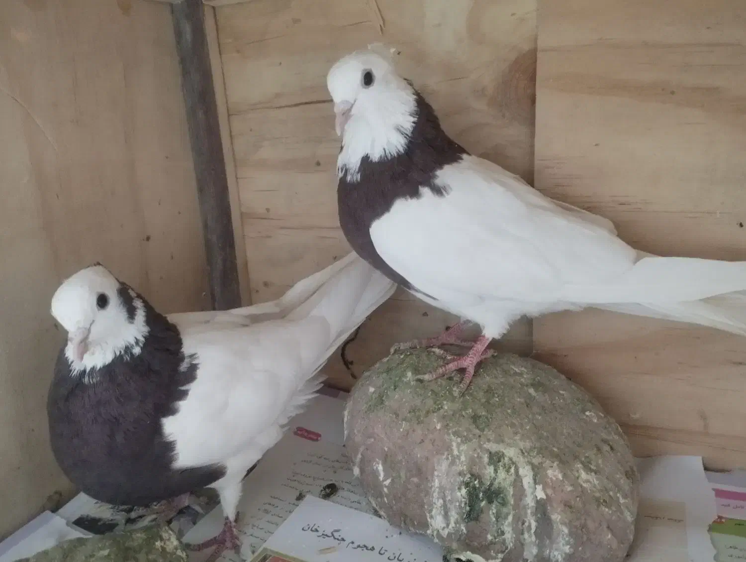 کفتر طوقی|پرنده|پردیس, فاز ۱|دیوار