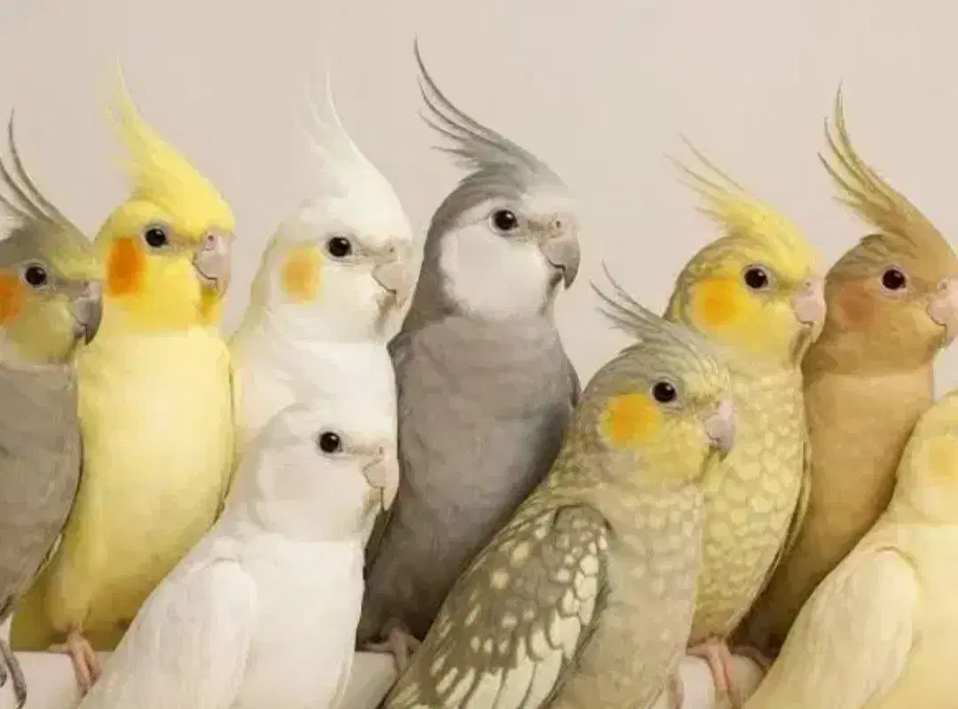 دنیای عروس هلندی نر ماده سخنگو باضمانت ۳۵ساله دستی|پرنده|تهران, سلسبیل شمالی|دیوار