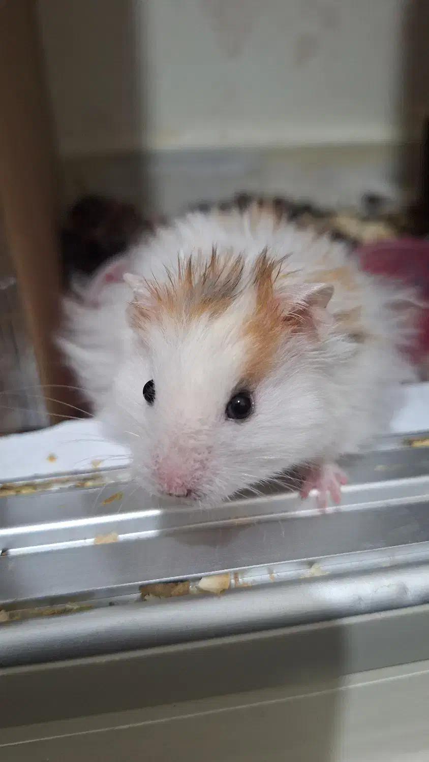 دو عدد همستر نر|موش و خرگوش|تهران, جمهوری|دیوار