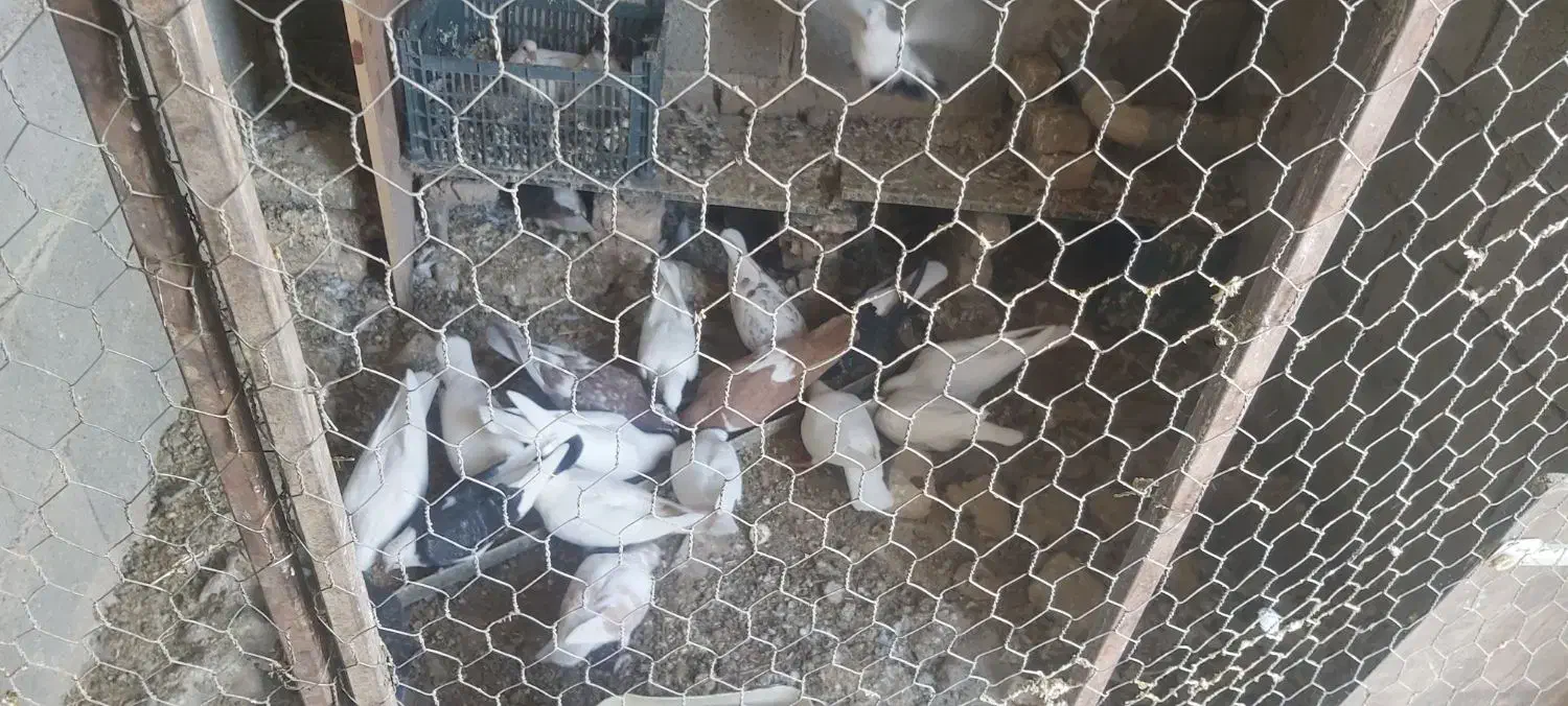 کبوتر شهرستانی|پرنده|چاپشلو, |دیوار