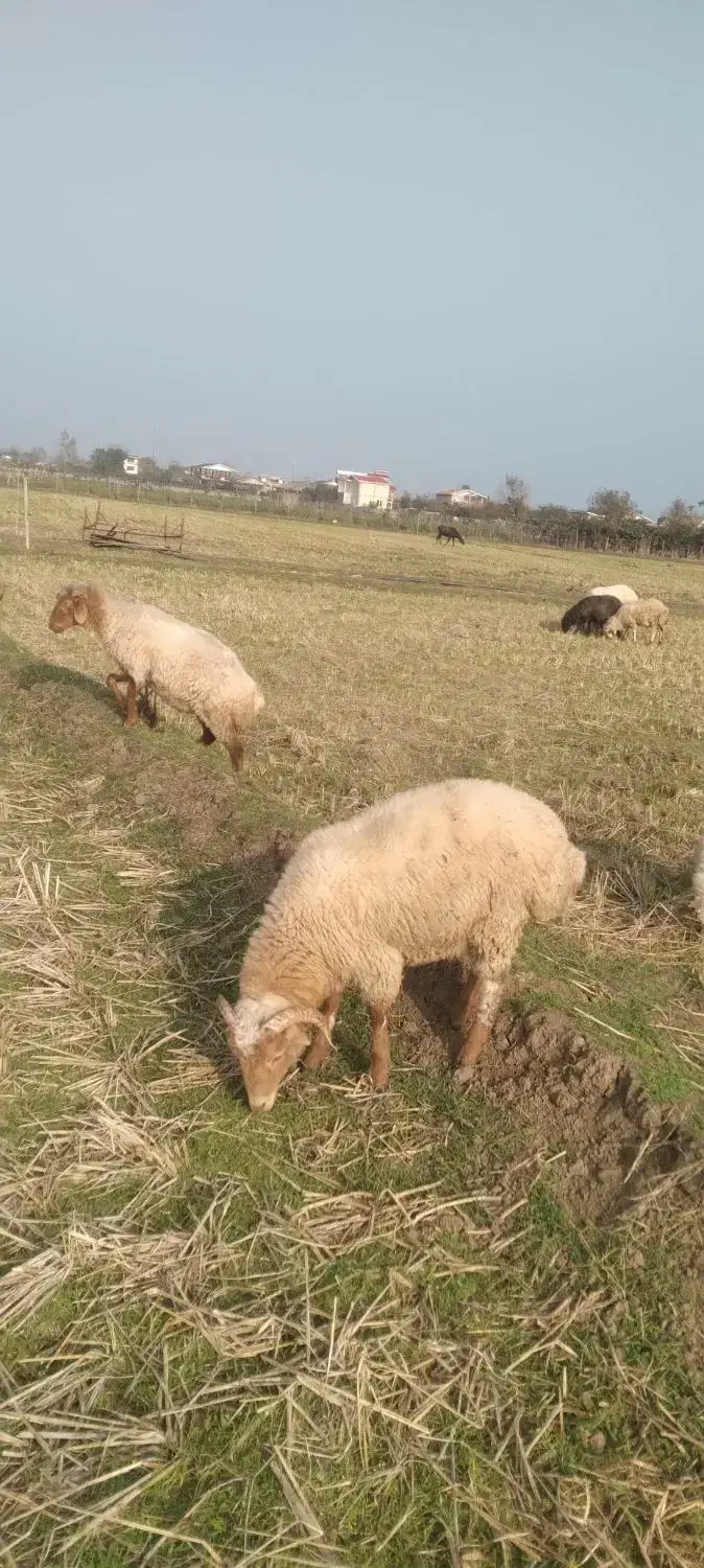 فروش بره نر|حیوانات مزرعه|تالش, جوکندان|دیوار