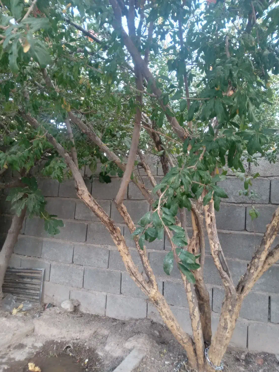 خرید چوب مرکبات وهرس وبرش هر نوع درختی بجز جنگلی|خدمات باغبانی و درختکاری|کازرون, |دیوار