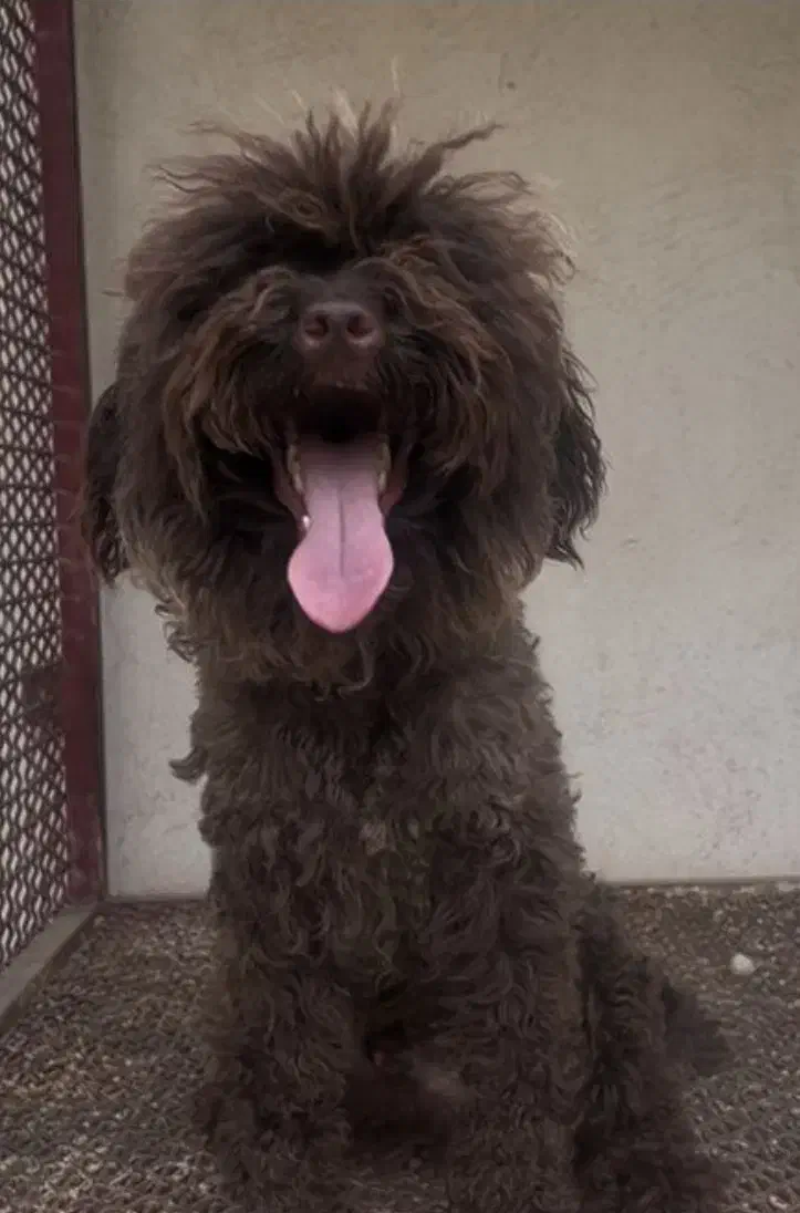 پودل نر بالغ ۱۵ ماهه|سگ|تهران, تجریش|دیوار