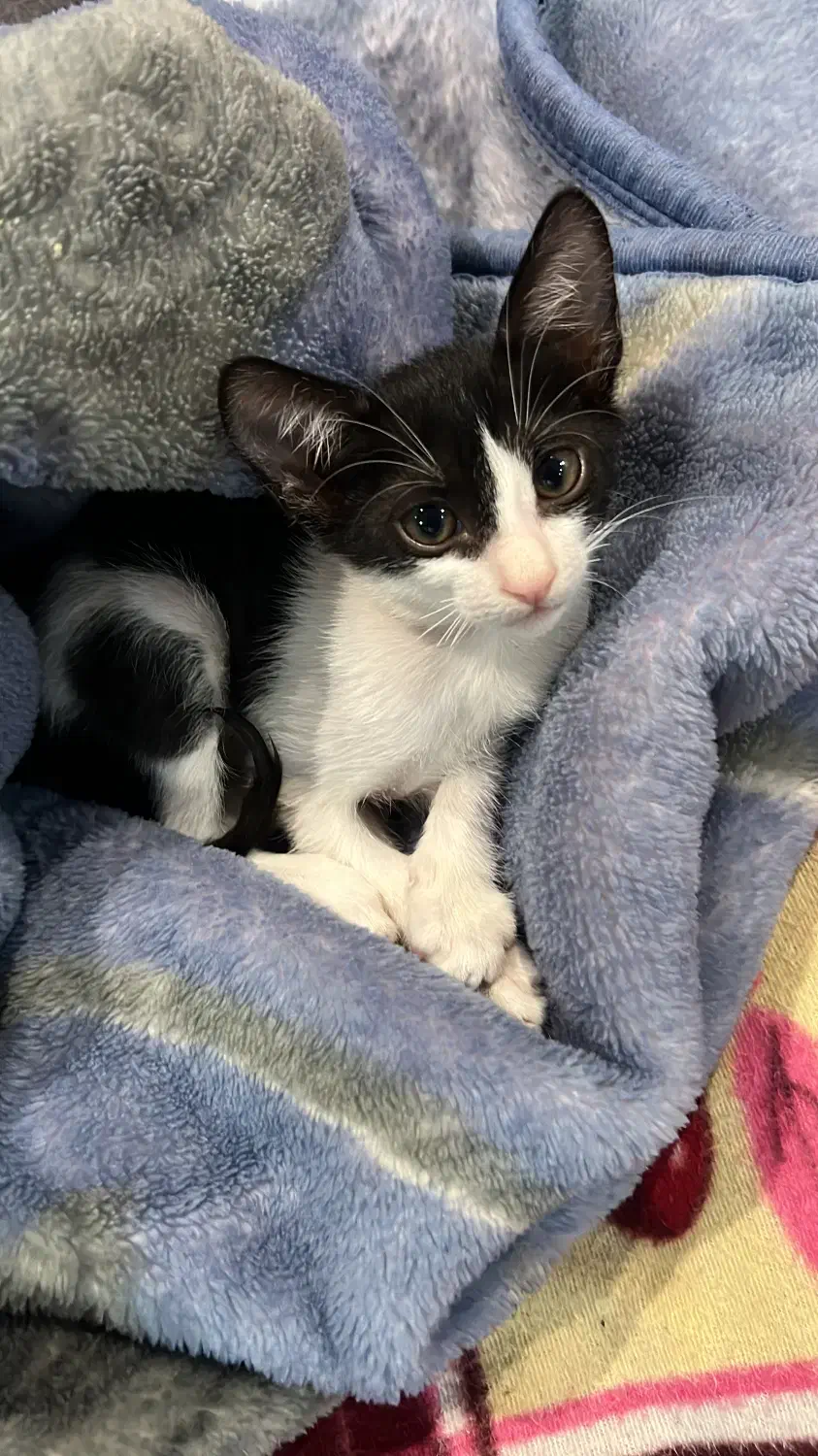 واگذاری گربه|گربه|کیش, |دیوار