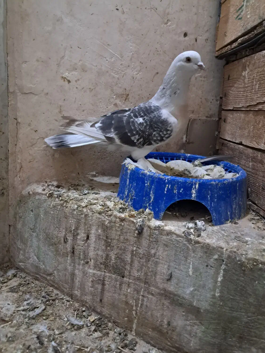 گوگ ترکی|حیوانات|بهبهان, |دیوار