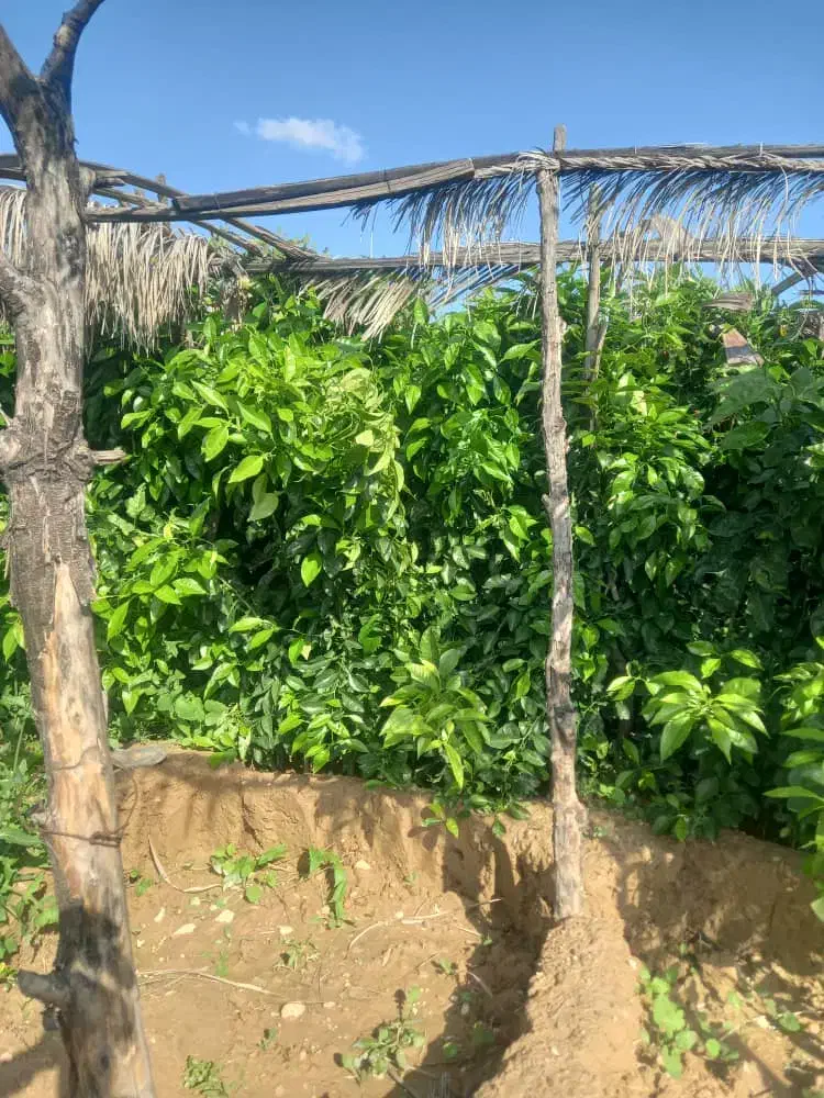 گل وگیاه کریمی ونهال مرکبات وسرو بادام نخل وغیره|خدمات باغبانی و درختکاری|خفر, |دیوار