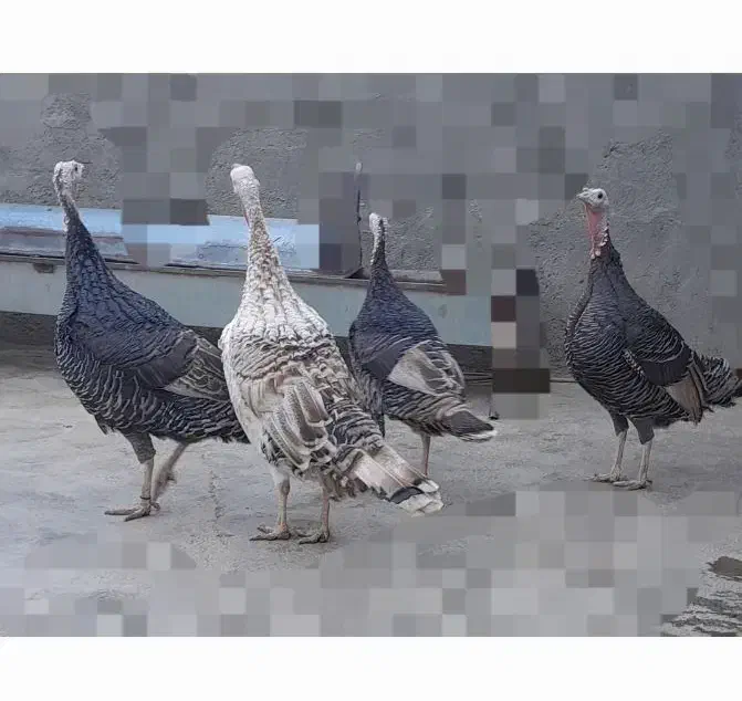 4عدد بوقلمون ماده چاق|حیوانات مزرعه|کوهدشت, |دیوار