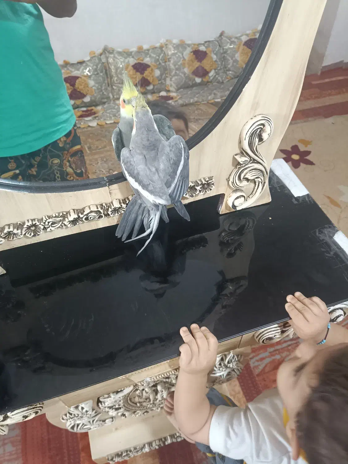 عروس دستی نر معاوضه با نر وحشی برای جفت|پرنده|شریفآباد, |دیوار