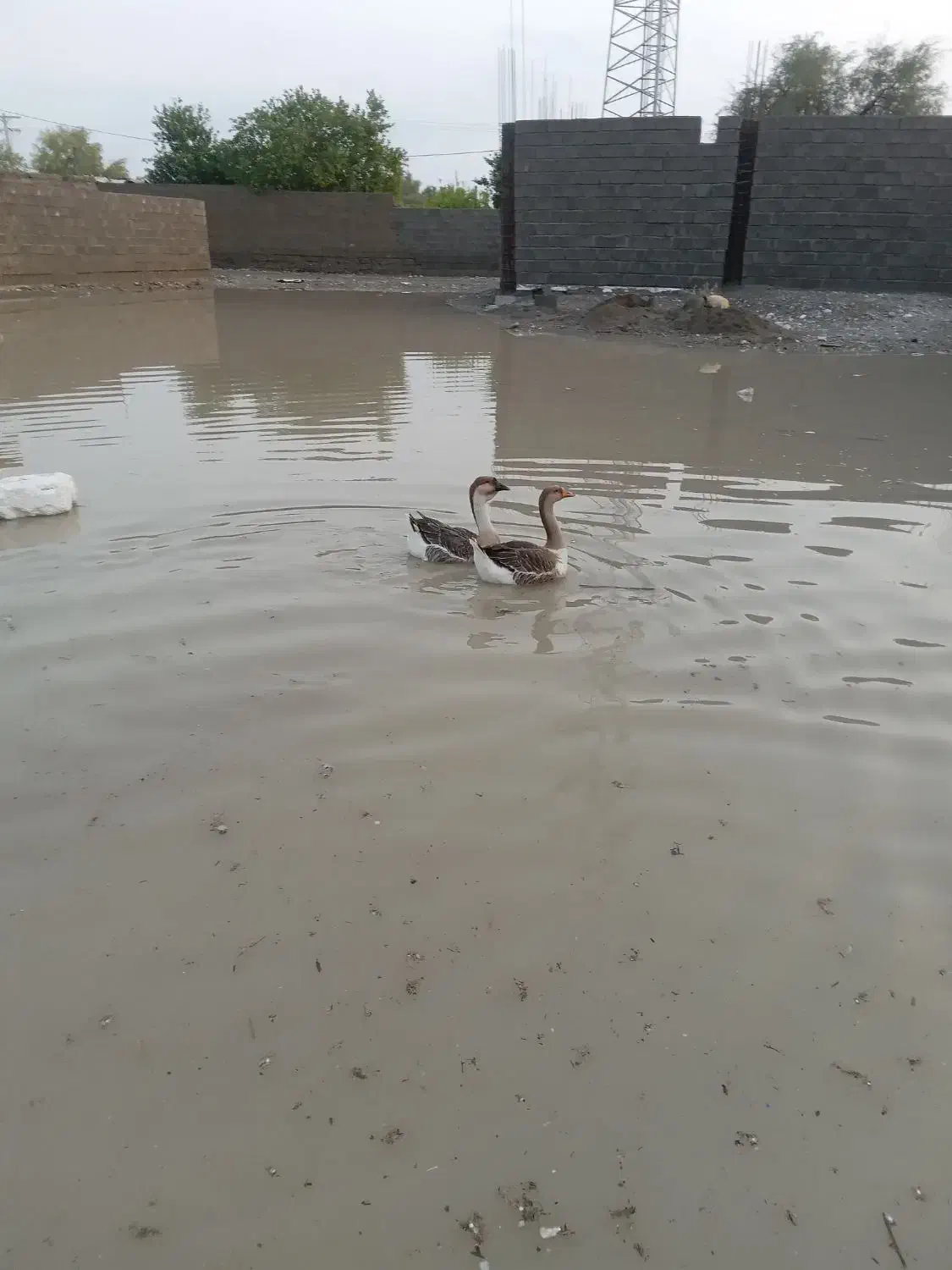 قوغاز|حیوانات مزرعه|میناب, |دیوار