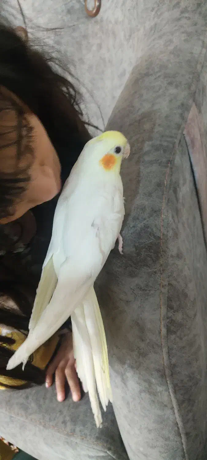 عروس هلندی طوطی دان خور|پرنده|کرمانشاه, |دیوار