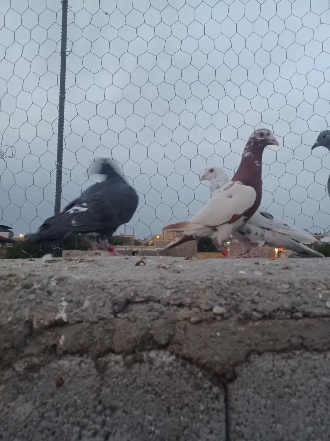 پرنده|پرنده|شوشتر, |دیوار