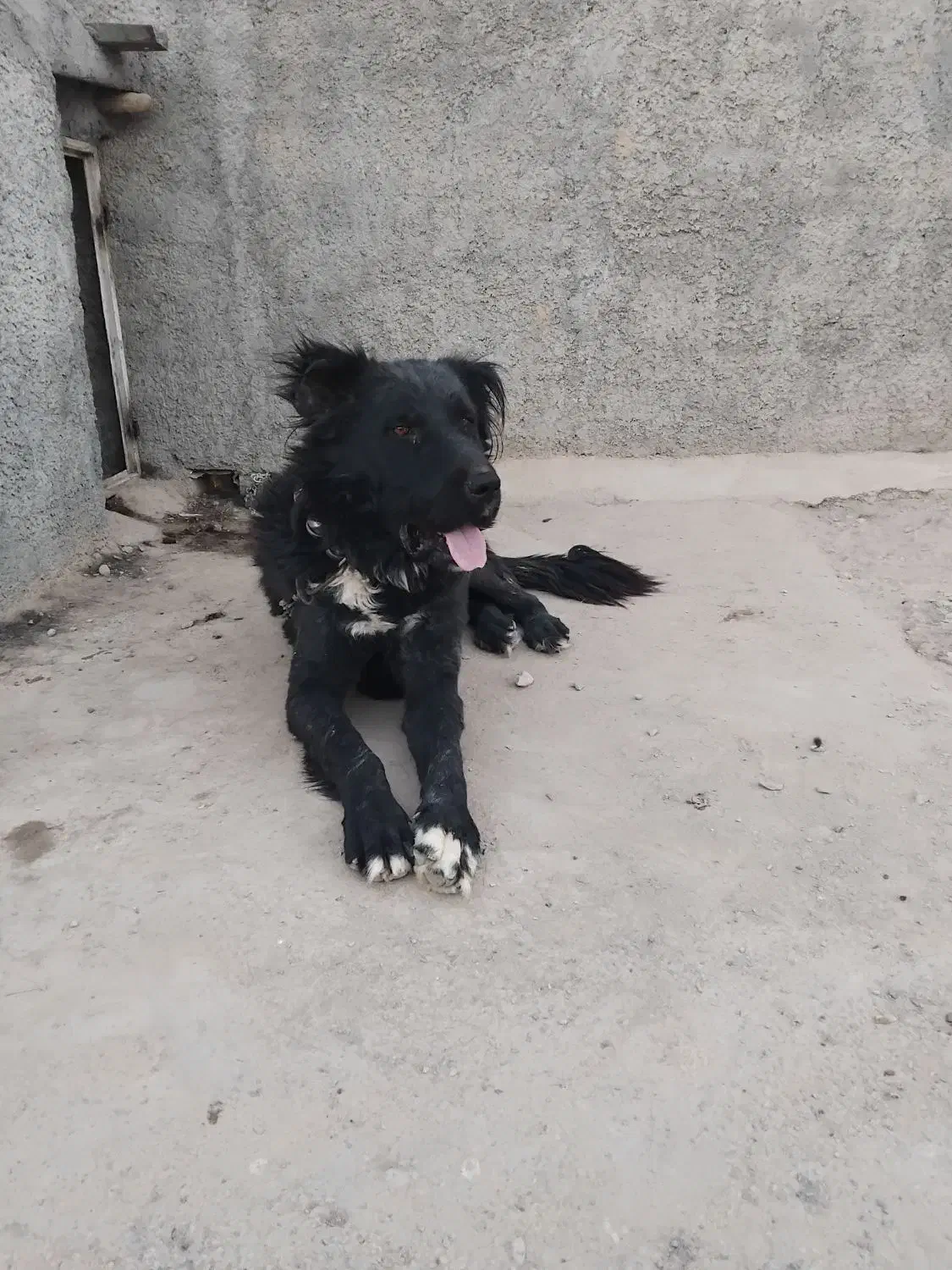 سگ قدریجونی همه چی تمام درشت|سگ|ساروق, |دیوار