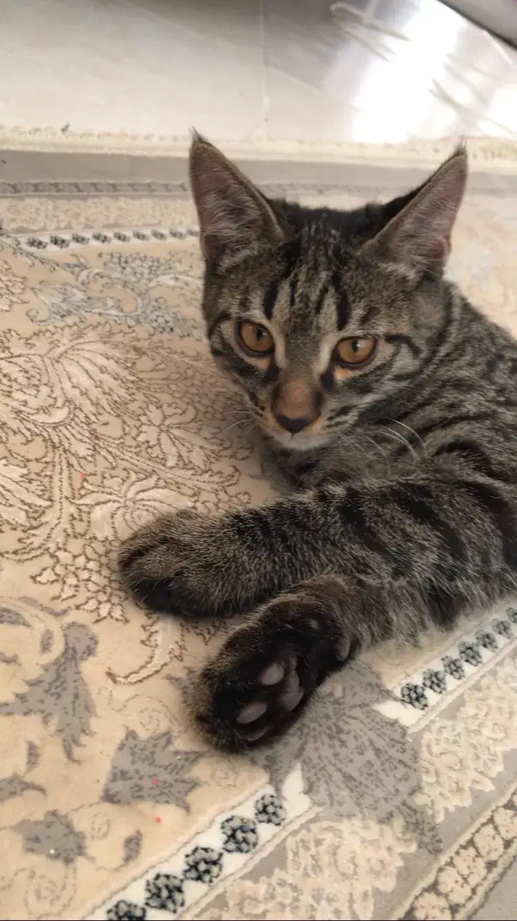 واگذاری گربه ۹ماهه|گربه|بجنورد, |دیوار