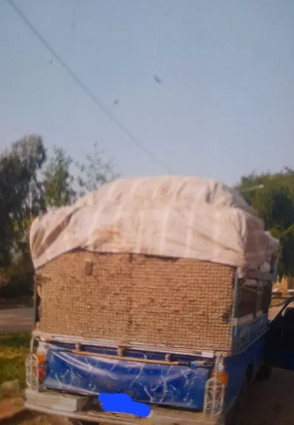 باگاس|خوردنی و آشامیدنی|مسجد سلیمان, |دیوار