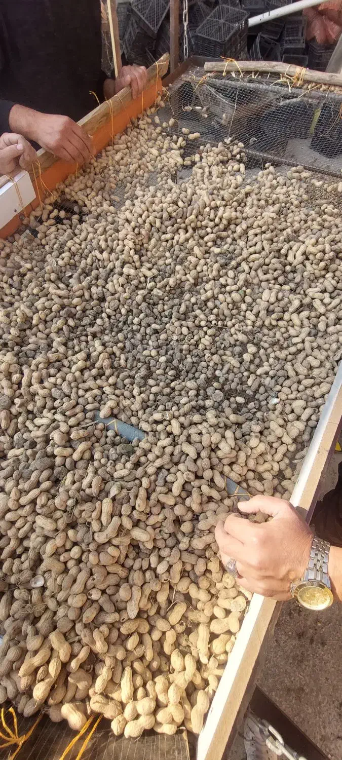 فروش بادام زمینی|خوردنی و آشامیدنی|قشلاق دشت, |دیوار